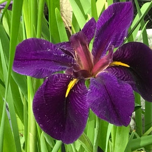 Live Hardy purple Iris Pond Water Plant