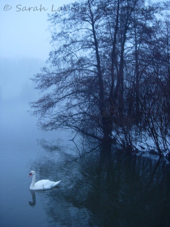 Items similar to 8x10 Foggy Evening Swan Swim Photography Print on Etsy