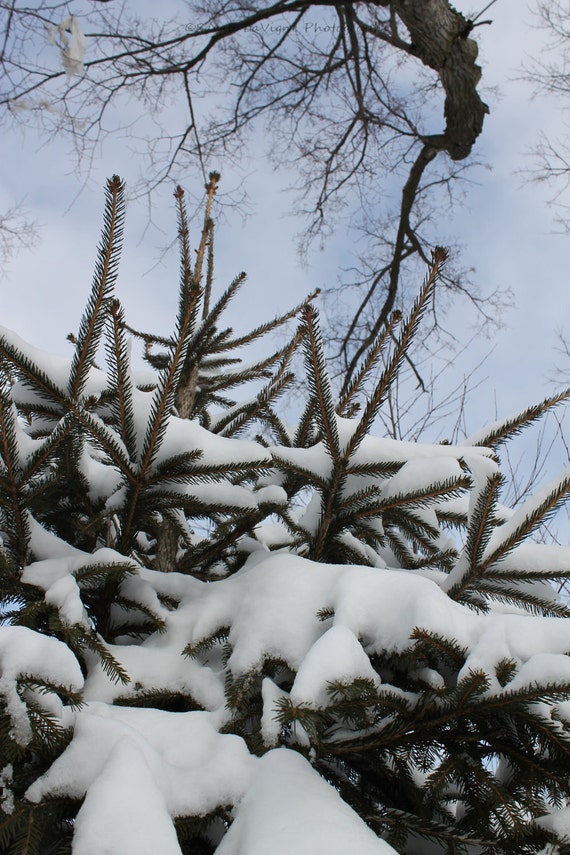 Items similar to 8x10 Snowy Evergreen Branches Agasint Winter Sky