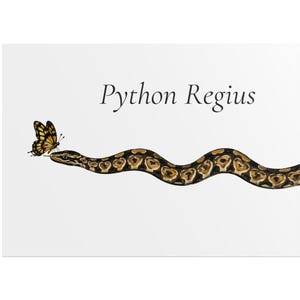 May include: A horizontal illustration on a white background featuring a brown and black patterned ball python snake with a yellow and black butterfly perched on its nose. The text Python Regius is printed in black above the snake.