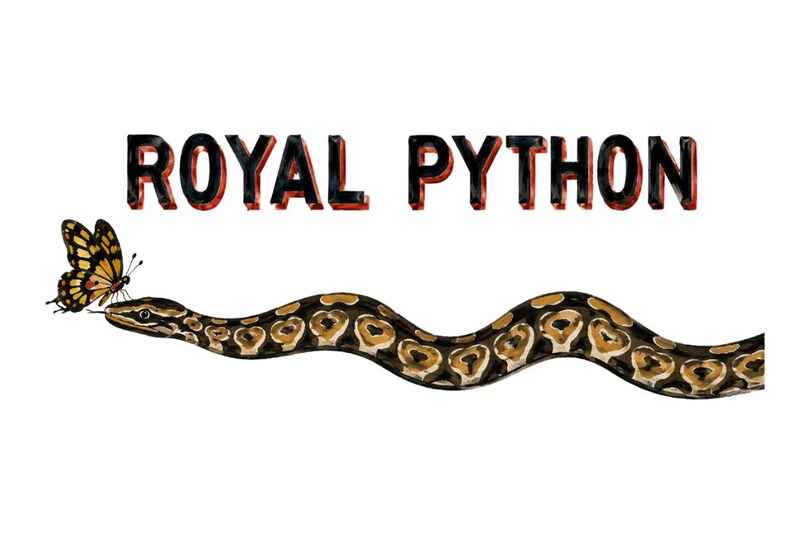 Kaffeetasse mit Königspython | Geschenk für Königspython-Liebhaber | Keramiktasse für Reptilienhalter und Herpetologen Bild 2