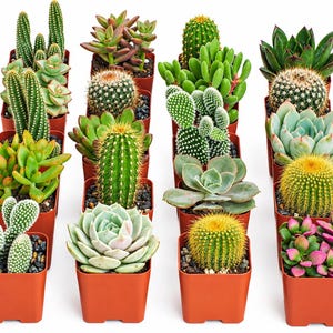 May include: A collection of sixteen assorted small potted cacti and succulents arranged in a four-by-four grid. Each plant is housed in a square terracotta-colored plastic pot, featuring various textures, shades of green, pink, and yellow spines.