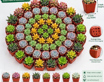 May include: A collection of assorted succulents in 5 cm square terracotta-coloured nursery pots. The plants feature various colours including green, yellow, pink, and blue, arranged in a circular pattern. Each pot has drainage holes.