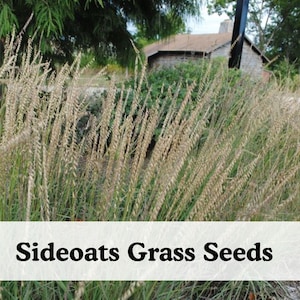 May include: A patch of Sideoats Grama grass featuring tall, slender stalks with textured, light tan seed heads hanging from one side. The image includes a logo for Raline's Bloom Nursery and the text Sideoats Grass Seeds in black font.