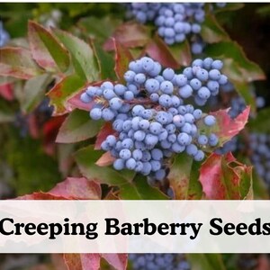 50 Creeping Barberry Seeds – Native Evergreen Shrub, Yellow Spring Flowers, Blue Berries