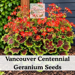 May include: A Vancouver Centennial geranium plant with vibrant red flowers and distinctively variegated leaves featuring dark maroon centers and bright green edges. A logo for Raline's Bloom is visible, and the text reads Vancouver Centennial Geranium Seeds.
