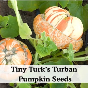 May include: Two Turk's Turban pumpkins growing on a vine with green leaves. The pumpkins feature a distinctive orange, white, and green striped pattern with a protruding top section. The text "Tiny Turk's Turban Pumpkin Seeds" is visible at the bottom.