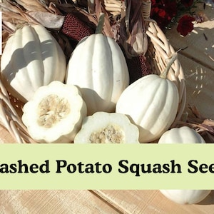 May include: A woven basket filled with several white, ribbed mashed potato squash, including two halved squashes showing the interior seeds. The image features the text Raline's Bloom and Mashed Potato Squash Seeds in black lettering.