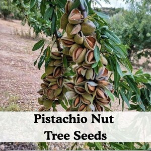 May include: A cluster of green, ripening almond fruits hanging from a tree branch with long, narrow green leaves. The outer husks are splitting open to reveal the woody shells inside. The text "Pistachio Nut Tree Seeds" is printed below.