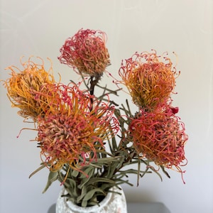 May include: A bouquet of five dried Leucospermum flowers, also known as pincushion protea, featuring vibrant orange and red needle-like petals. The flowers are arranged in a textured, off-white ceramic vase with a speckled, rustic finish.