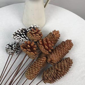 May include: A collection of natural brown pinecones and pinecones tipped with white paint, each attached to a long, thin brown stem. The pinecones are arranged in a cluster, with some showing a textured, woody surface and others featuring white accents.