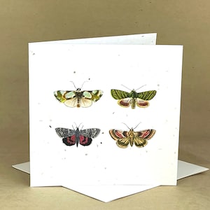Carte ensemencée écologique plantable / Quatre papillons de nuit aux couleurs magnifiquement vives