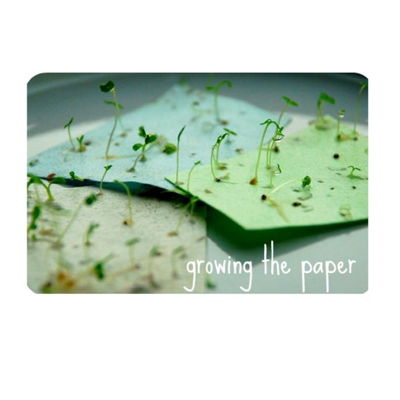 Plantable Flower Seed Paper Cards Thank You Congratulations, Friends,  Family, Greeting, Gardening, Eco-friendly, Biodegradable 