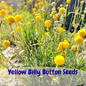 May include: A field of bright yellow Billy Button flowers with spherical heads on thin green stems. The text Yellow Billy Button Seeds is printed in blue at the bottom of the image. The plants feature textured, globe-shaped blooms.