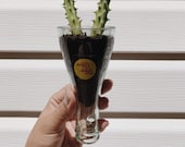 Topo Chico Upside Down Windowsill Planter
