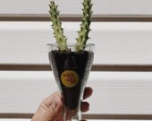 Topo Chico Upside Down Windowsill Planter
