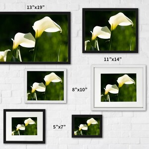 Calla Lilies Photography Print image 3