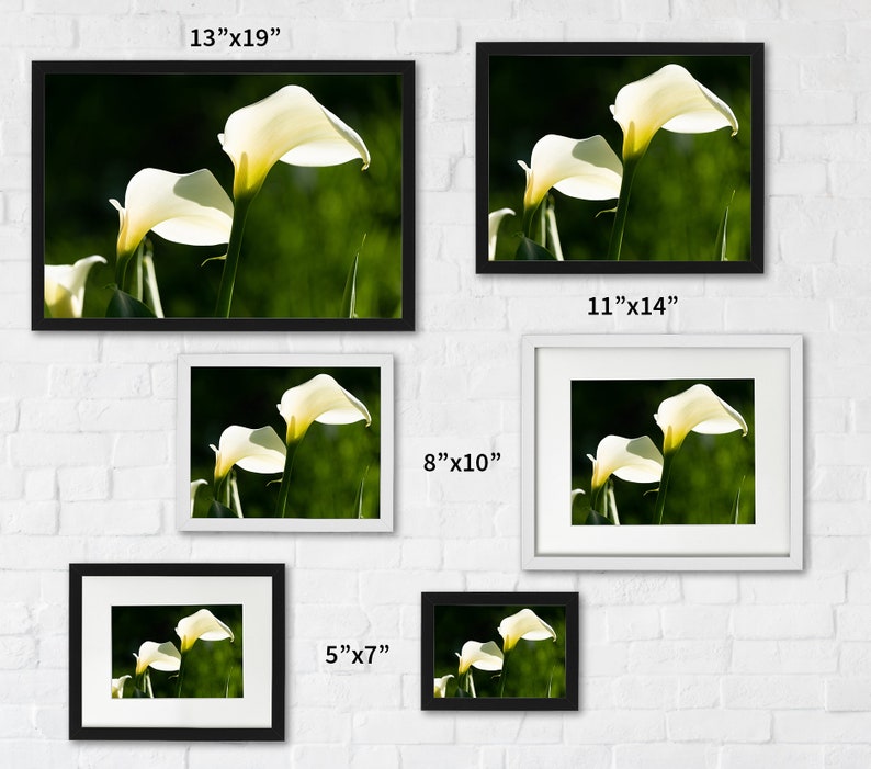 Calla Lilies Photography Print image 3