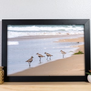 Sandpipers Photography Print
