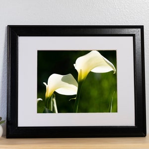 Calla Lilies Photography Print image 1