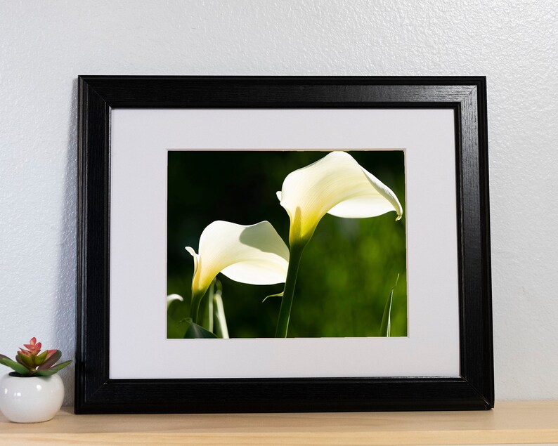 Calla Lilies Photography Print image 1