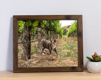 Cat in a Vineyard Photography Print