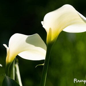 Calla Lilies Photography Print image 2