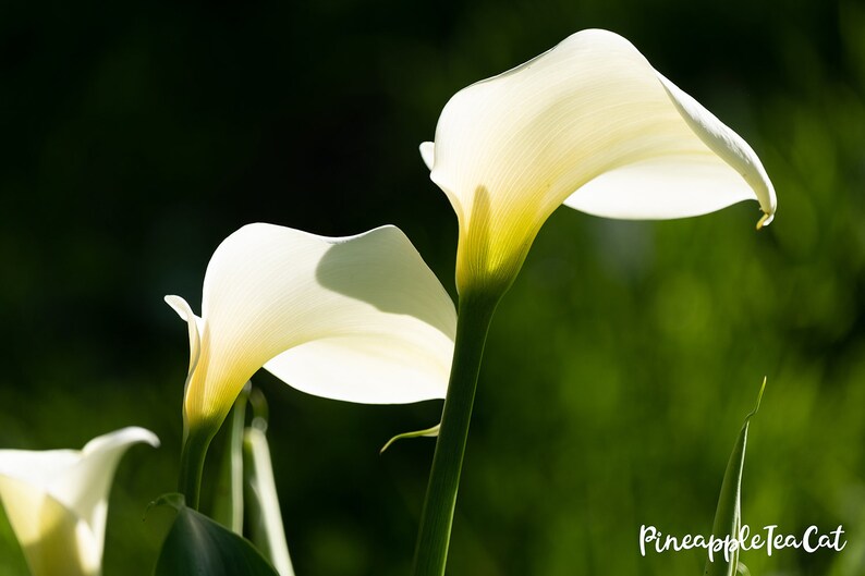 Calla Lilies Photography Print image 2