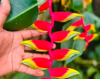 Rhizome d'Heliconia Rostrata – Plante tropicale à fleurs exotiques, en forme de pince de homard pendante