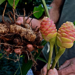 Rizomas de jengibre Awapuhi para plantar / Zingiber zerumbet / Jengibre piña / Planta ornamental tropical