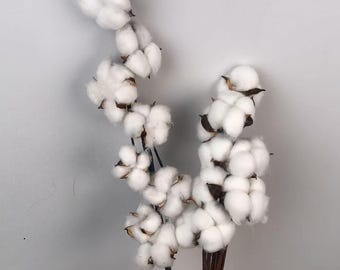 Tallos de algodón secos naturales: perfectos para la decoración de bodas, marcos de flores prensadas y arte botánico para la pared.