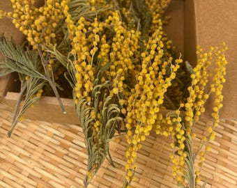 Dried Acacia Stems – Wall Accents and Home Decor.
