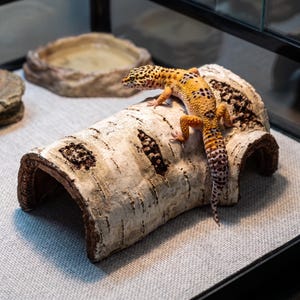 Puede incluir: Un gecko leopardo amarillo y naranja con manchas de color marrón oscuro descansando sobre una pieza curva y texturizada de corteza de abedul. El gecko tiene una cola gruesa y estampada y está posicionado sobre la estructura de tronco hueco.