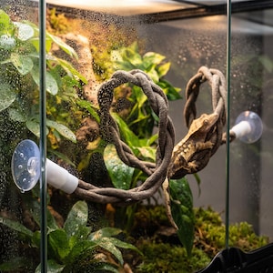 Multiple Sizes Bendable Reptile Vine with Suction Cups, Terrarium Climbing Branch for Gecko, Lizard, Corn Snake & Ball Python