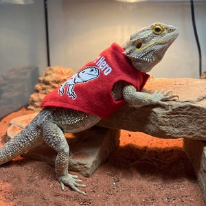 Könnte beinhalten: Eine Bartagame trägt ein rotes ärmelloses Shirt mit einer Echsen-Grafik und dem in Weiß gedruckten Text "Hero". Die Echse hat strukturierte graue und hellbraune Schuppen und befindet sich auf einer flachen Felsoberfläche in einem Gehege.