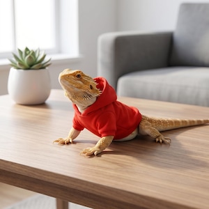 May include: A bearded dragon lizard with tan and yellow scales wearing a bright red hooded sweatshirt. The lizard is positioned on a wooden surface, displaying its textured skin, sharp claws, and the fabric texture of the red hoodie.