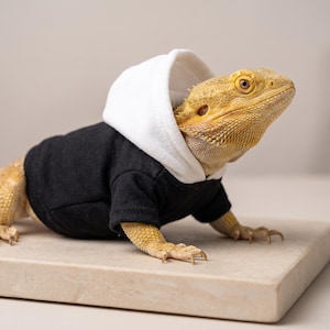 May include: A bearded dragon wearing a small hoodie with a black body and a white hood. The lizard has textured, tan-coloured scales and is positioned with its head turned to the right, showcasing the contrast between the fabric and its skin.