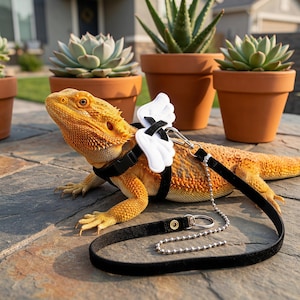 May include: An orange bearded dragon wearing a black harness with white angel wings attached to the back. The harness is connected to a black strap leash featuring a silver metal ball chain, a metal clasp, and a circular ring with a brass eyelet.