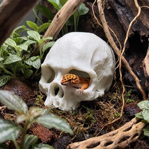 Skull Reptile Hide, Gothic Terrarium Decor, Resin Skull Cave, Aquarium Ornament, Halloween Fish Tank Decoration, Gecko Hideout