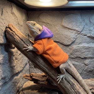 May include: A light-coloured bearded dragon lizard wearing a bright orange fleece hoodie with a purple hood. The lizard is positioned on a piece of textured driftwood, showing its scaly skin, sharp claws, and the soft fabric of the garment.