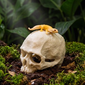 Peut inclure: Une réplique réaliste de crâne humain blanc cassé avec une petite figurine de lézard orange clair texturé perchée sur le dessus. Le crâne présente des orbites et une cavité nasale creuses, reposant sur un sol sombre et humide couvert de mousse.