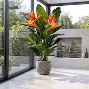 Può includere: Una pianta di Strelitzia reginae, nota come uccello del paradiso, con due vivaci fiori arancioni e viola e grandi foglie verdi larghe. La pianta è posta in un vaso rotondo e testurizzato di colore grigio, con un aspetto simile alla pietra.
