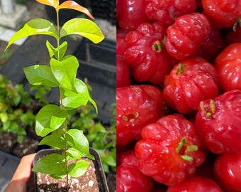 RED Surinam Cherry (Eugenia Uniflora) Pitanga, Brazilian Cherry, Live Starter Fruit Tree Potted 9-12in Tall