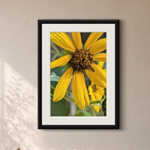 Puede incluir: Una impresión de arte mural enmarcada que presenta una fotografía en primer plano de un girasol amarillo brillante con un centro marrón oscuro. La obra está encerrada en un marco negro sencillo con un borde blanco, mostrando el detalle floral.