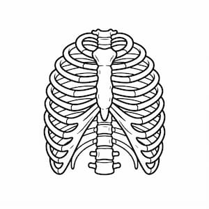 Op de afbeelding: Een zwart-wit lijntekening van een menselijke ribbenkast. De afbeelding toont het borstbeen in het midden, verbonden met meerdere gebogen ribben aan beide zijden, met een deel van de wervelkolom zichtbaar onderaan in het midden.