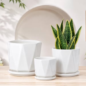 May include: Three white ceramic planters with a geometric faceted design, each featuring a matching circular saucer. The planters vary in size, with one containing a green and yellow snake plant with upright, sword-shaped leaves.