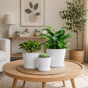 May include: A set of three white ceramic plant pots with a raised hexagonal honeycomb texture on the exterior. Each pot includes a matching white circular saucer base and contains a different green houseplant, including a jade plant and a peace lily.