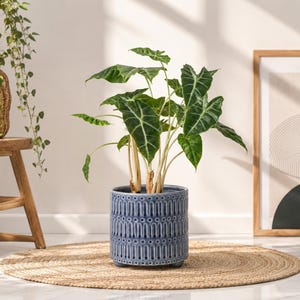 May include: An Alocasia plant with dark green, arrow-shaped leaves and prominent light green veins, potted in a cylindrical blue ceramic planter featuring a repeating vertical embossed pattern and small feet on a circular woven rug.
