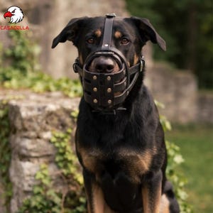 May include: A black leather dog muzzle featuring a basket-style design with silver-toned metal rivets and adjustable straps. The muzzle is secured around the snout and head of a black and tan dog, providing a structured fit with multiple ventilation gaps.