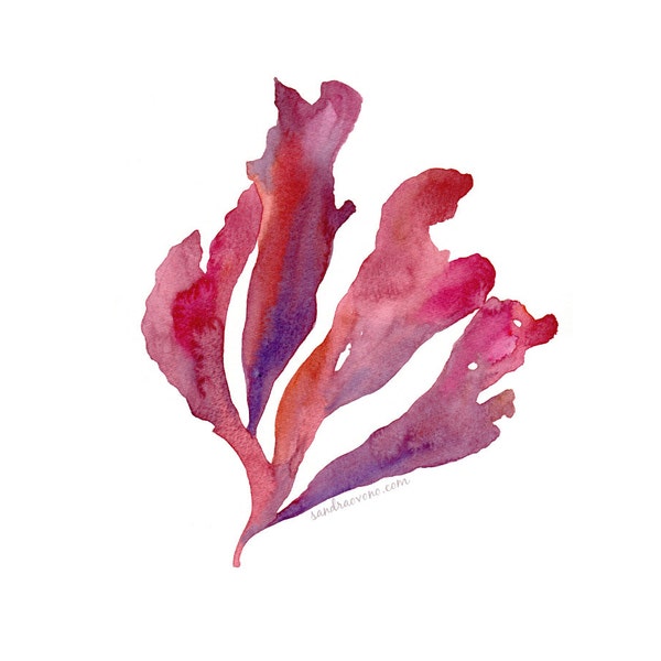 Original watercolor illustration of a red seaweed - Algae red and purple